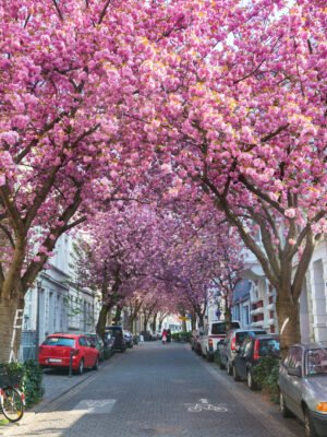 Die weltbekannte „Bonner Kirschblüte“ in der Altstadt. Eine ruhige, gepflasterte Straße, gesäumt von geparkten Autos und Fahrrädern, wird von dichten Kirschblütenbäumen überspannt. Die Baumkronen sind voller rosa Blüten, die wie ein Blütendach über der gesamten Straße hängen und eine farbenfrohe, fast märchenhafte Atmosphäre schaffen. Auf den Gehwegen stehen weitere Pflanzen in Kübeln, und die Häuser an den Seiten sind weiß und wirken gepflegt. In der Mitte der Straße ist ein Symbol für einen Fahrradweg zu sehen. Die Szene vermittelt Frühlingsstimmung und Ruhe.