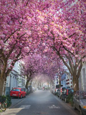 Gleiche Szene mit der Kirschblüte. Straße mit blühenden Kirschbäumen, deren rosa Blüten die gesamte Straße überspannen und einen natürlichen Blütentunnel bilden. Auf beiden Seiten der gepflasterten Straße stehen Autos geparkt, und es sind einige Häuser zu sehen. Im Zentrum gibt es erste Ausfallerscheinungen.