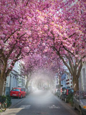 Gleiche Szene mit der Kirschblüte. Straße mit blühenden Kirschbäumen, deren rosa Blüten die gesamte Straße überspannen und einen natürlichen Blütentunnel bilden und deren rosa Blüten wie ein farbenprächtiges Dach über der Straße zusammenwachsen. Im Zentrum gibt es deutliche Ausfallerscheinungen in der Darstellung.
