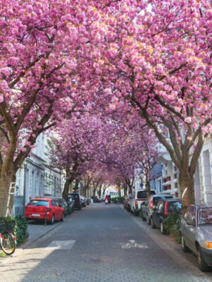 Die weltbekannte „Bonner Kirschblüte“ in der Altstadt. ﻿Eine ruhige, gepflasterte Straße, gesäumt von geparkten Autos und Fahrrädern, wird von dichten Kirschblütenbäumen überspannt. Die Baumkronen sind voller rosa Blüten, die wie ein Blütendach über der gesamten Straße hängen und eine farbenfrohe, fast märchenhafte Atmosphäre schaffen. Auf den Gehwegen stehen weitere Pflanzen in Kübeln, und die Häuser an den Seiten sind weiß und wirken gepflegt. In der Mitte der Straße ist ein Symbol für einen Fahrradweg zu sehen. Die Szene vermittelt Frühlingsstimmung und Ruhe.