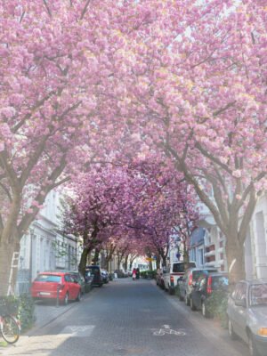 Gleiche Szene der Bonner Kirschblüte mit einer Straße, gesäumt von blühenden Kirschbäumen, deren rosa Blüten ein dichtes Blätterdach über der Straße formen. Kleine Ausfälle in der Peripherie.