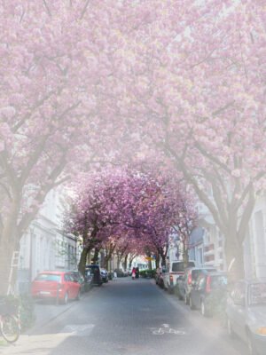 Gleiche Szene der Bonner Kirschblüte mit einer Straße, gesäumt von blühenden Kirschbäumen, deren rosa Blüten ein dichtes Blätterdach über der Straße formen. Kleine Ausfälle in der Peripherie. Im Vordergrund ist ein undurchsichtiger Schleier zu sehen, der das Bild sanft verschwimmen lässt.
